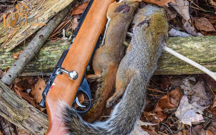 An Easy Recipe On How to Make A Squirrel Jerky